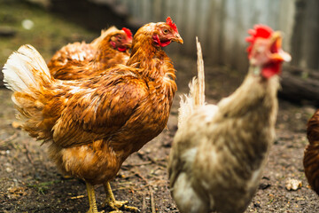 Chickens foraging in a rural backyard environment during daylight hours