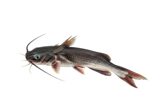 A full shot of a catfish, displayed against a black background, highlighting its intricate scales and fin structure.