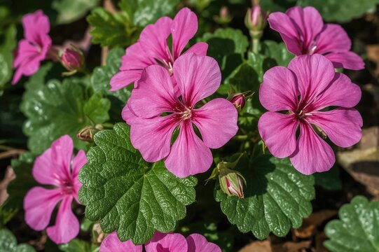 Fragrant Pelargonium blossoms, also known as Rose Geranium or Wild Malva, native to South Africa.