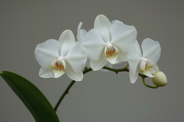 Orchids of the Dendrobium genus, growing on trees and rocks