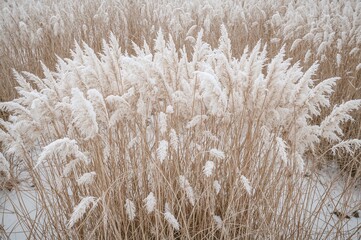 Fototapeta premium Beige and white pastel Pampas grass dusted with snow in an outdoor setting. A minimalistic winter nature scene featuring dry reeds with boho patterns and a frosty delicate texture.