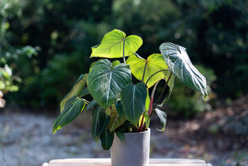 Philodendron Gloriosum with large green leaves in white pot, horizontal composition © snowdrop