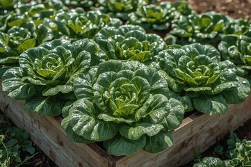 Organic lettuce flourishing in a wooden planter box