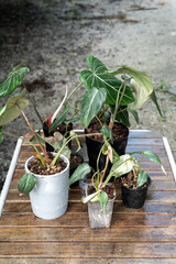 Philodendron Gloriosum divided plants in pots after propagation