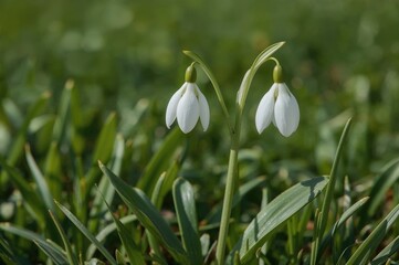 Fototapeta premium Endangered plant species with white blossoms appearing in early spring