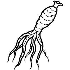 Ginseng Root Vector Outline