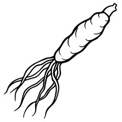 Ginseng Root Vector Outline