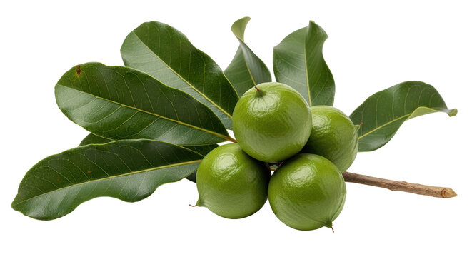 Isolated Fresh Macadamia Nuts with Leaves on White Background