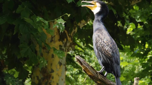 Close up cormorant standing and looking around on a sunny day in spring
