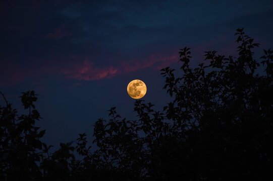 Morning sky shows a full moon drifting past the trees