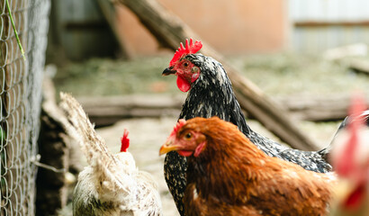 Chickens foraging in a rural backyard environment during daylight hours
