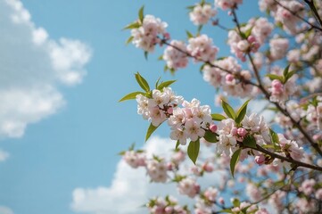 Obraz premium Fruit Blossoms Blooming