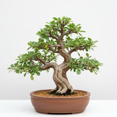 Bonsai tree in ceramic pot isolated on white background for decoration and miniature gardening use.