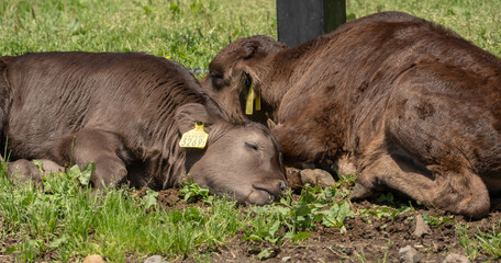 Obraz premium ぐっすり
