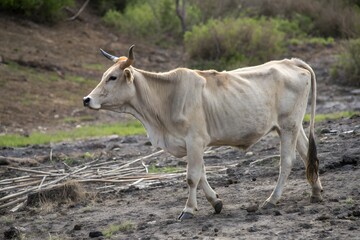 "Thin Cow Walking on Dry Soil in Rural Farmland &ndash; Livestock in Arid Environment"