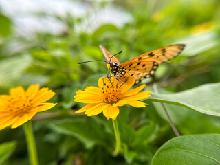 Obraz premium A close up photograph captures a vibrant orange butterfly delicately perched on a small yellow flower.