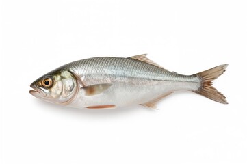 Obraz premium Cleaned fresh raw herring fillet displayed on a white backdrop
