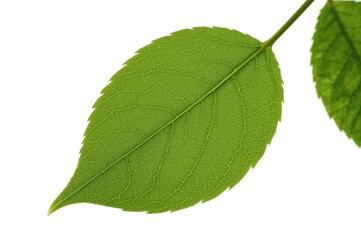 Isolated fresh green leaf of cherry on a white backdrop