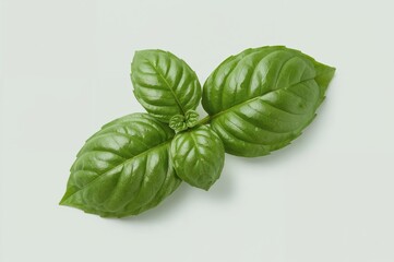 Fototapeta premium Large fresh basil leaves