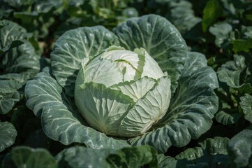 Obraz premium Organic Farm Fresh Cabbage Harvest