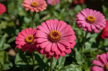 Obraz premium Close-up of vibrant pink Zinnia blossoms flourishing in a sunny garden