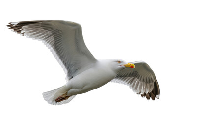 Isolated Seagull Bird Flying