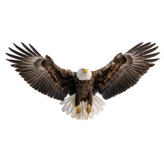 Fototapeta premium Majestic bald eagle soaring with wings fully extended isolated on transparent background