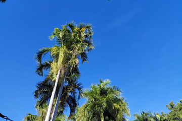 Tall palm trees against clear blue sky in sunny weather