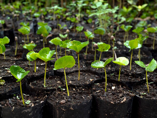 Newly sprouted coffee beans in a seedling tray. Concept of Tree Growth Coffee bean seedlings with a beautiful green natural background.