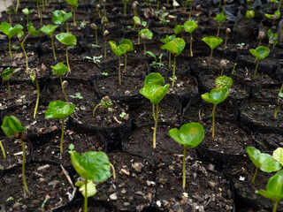 Newly sprouted coffee beans in a seedling tray. Concept of Tree Growth Coffee bean seedlings with a beautiful green natural background.