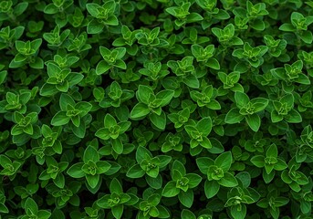 Fototapeta premium Closeup of fresh green oregano leaves in a garden