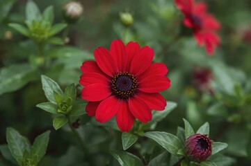 Vibrant Red and Purple Blossoms on Green Stems