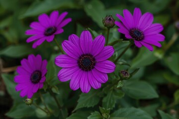 Obraz premium Purple blossoms in my backyard