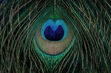 Naklejka premium The radiant plumage of a bird showcasing vivid blue hues in close-up photography