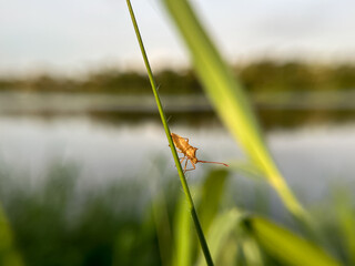 The image shows a small brown insect clinging to a slender blade of grass.