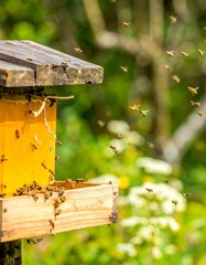 Busy bees in a beehive