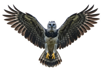 Magnificent Harpy Eagle displaying its impressive wingspan against a clean, bright background, showcasing the bird's majestic plumage and powerful stature.