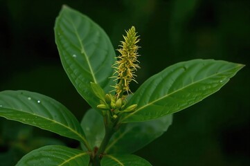 Fototapeta premium Microchirita Micromusa features numerous cultivars with yellow blooms and simple green leaves. Several species display a distinctive crest-shaped flower arising from the foliage.