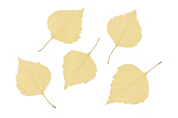 Ten light yellow birch leaves falling on transparent background