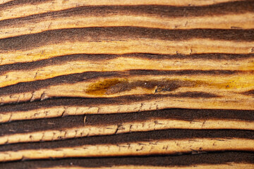 Closeup view of the intricate grain pattern of rustic hardwood surface. Wood texture background