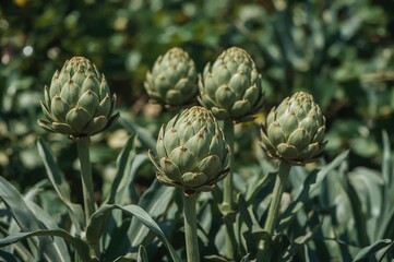 Cultivating Verdant Globe Artichokes