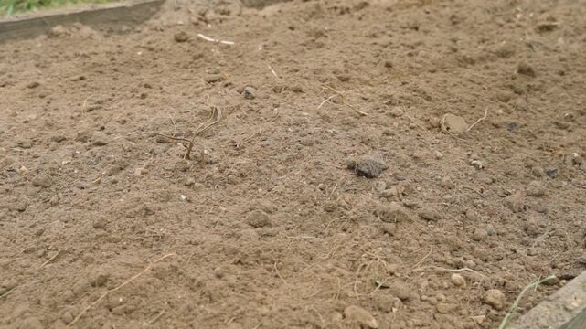 Slow motion of a rake leveling the soil in a vegetable garden, close-up