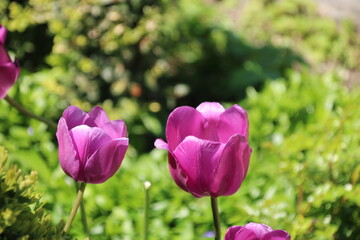 Obraz premium Tulpen ole
