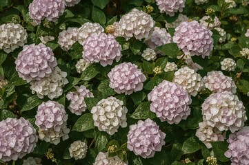 A cluster of Viburnum macrocephalum or Hydrangea blossoms flourishing during summer within a sunlit state park in the northeastern region of the US.
