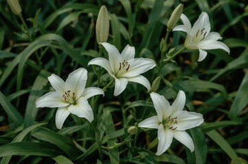 Fototapeta premium White lilies in full bloom