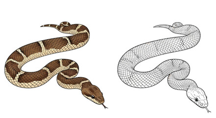 Fototapeta premium Amazonian Racer Snake Reptile Coloring Page with Detailed Line Art and Full Color Example