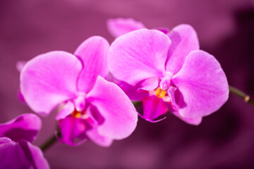 Beautiful purple orchid flowers close up in soft focus, floral background