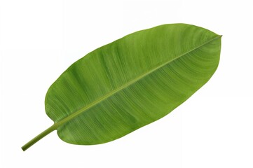 Obraz premium Isolated banana leaf with clipping path on a white backdrop