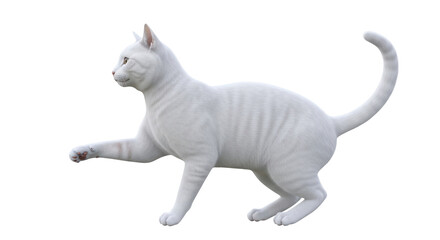 Isolated Cat