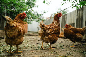 Chickens roam freely in a farmyard, pecking at the ground and interacting with each other under the warm sun. The setting creates a lively and natural atmosphere in the countryside.